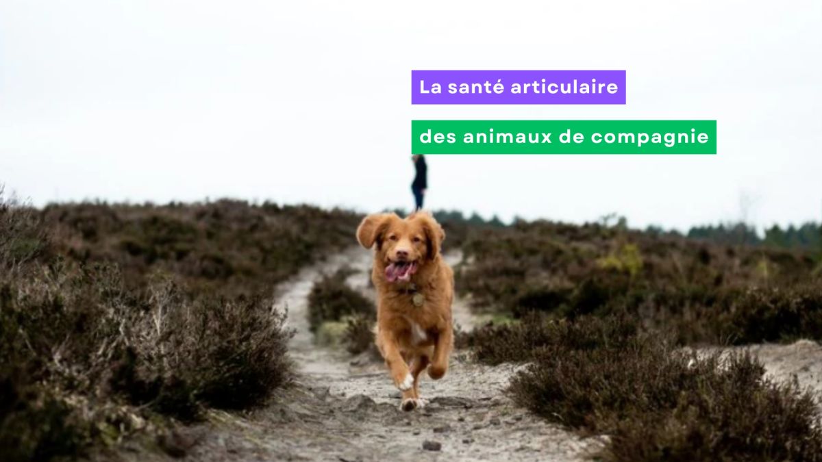 Le confort articulaire des animaux de compagnie : solutions et conseils en Pharmacie