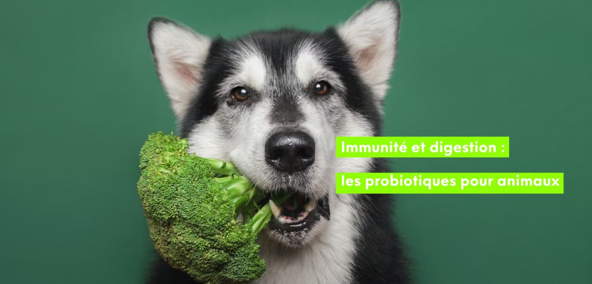 Digestion, immunité et bien-être : le guide des probiotiques et des prébiotiques pour chats et chiens